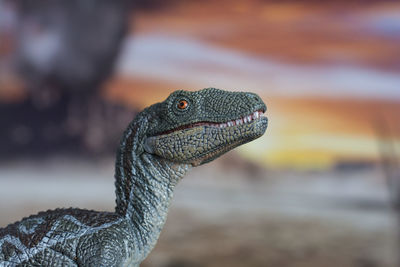 Close-up of lizard