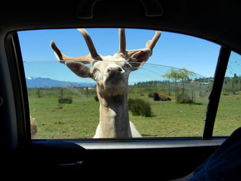 Close-up of horse seen through car window