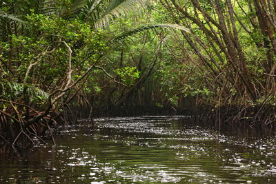 Scenic view of forest