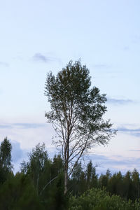tree