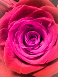 Full frame shot of rose