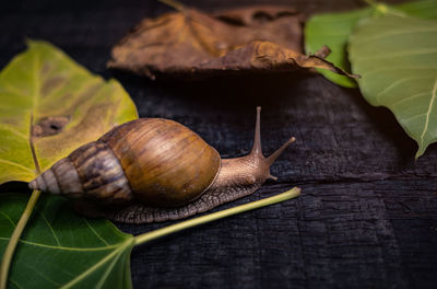 Close-up of snail on leaves