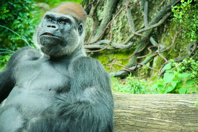 Close-up of gorilla at zoo