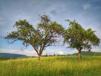 Tree on field against sky