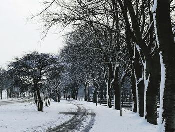 Snow covered trees against sky