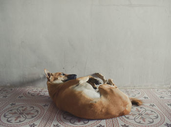 Cat sleeping on wall