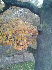 Close-up of tree trunk during autumn