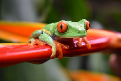 Close-up of lizard