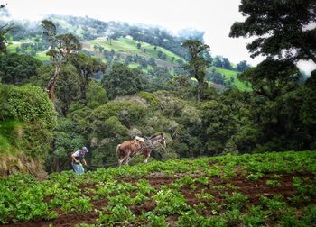 Panoramic view of man standing in farm against sky