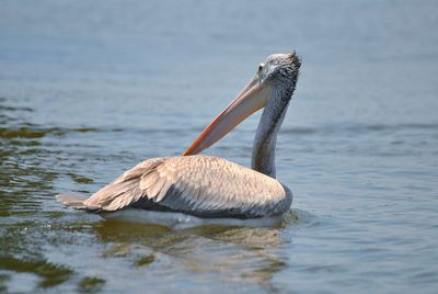 Pelican in a lake