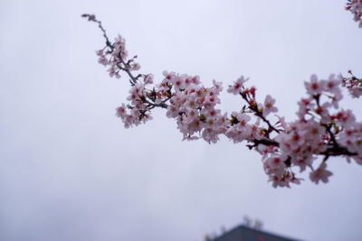 Low angle view of tree against sky