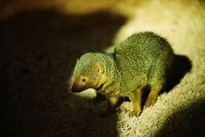 Close-up of green lizard