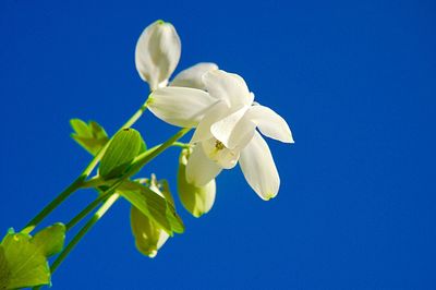 Close-up of white flowering plant against blue sky