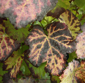 Close-up of autumn leaves