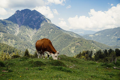Horse standing on field against mountain range