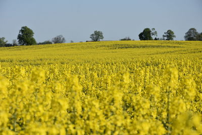 Scenic view of oilseed rape field