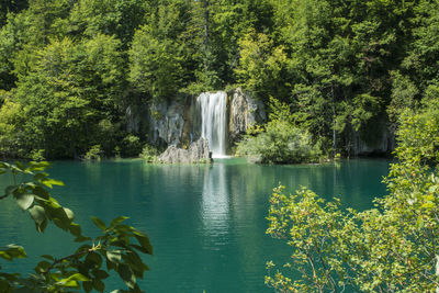 Scenic view of waterfall in forest