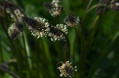plant