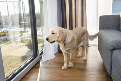 A young golden retriever stands with his snout closed on modern vinyl panels, visible terrace window