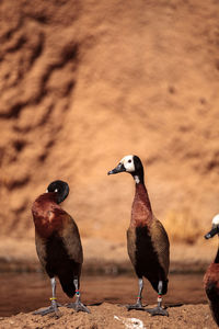 White-faced whistling duck called dendrocygna viduata is found in south africa