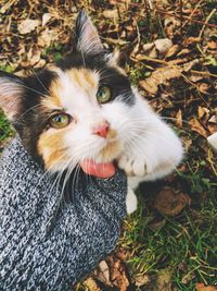 Close-up portrait of cat