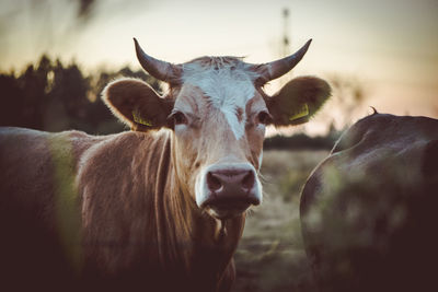Close-up portrait of cow