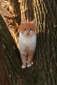 Portrait of cat on tree trunk