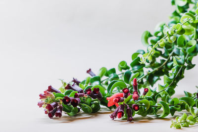 Close-up of plant against white background