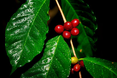 Close-up of strawberry growing on plant