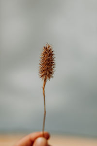 Close-up of wilted dandelion against white background