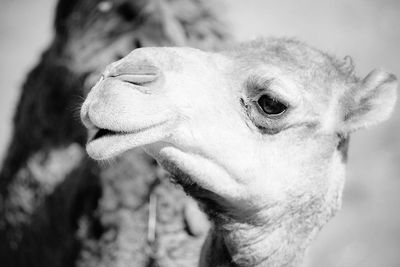 Close-up portrait of an animal