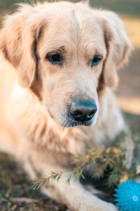 Close-up portrait of dog