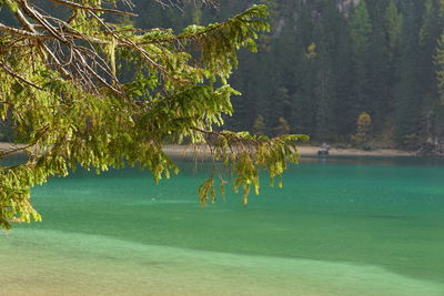 Scenic view of lake by trees in forest