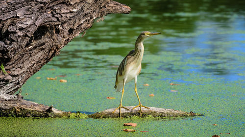 Bird perching on driftwood