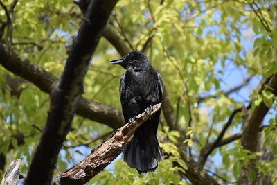 Low angle view of birds perching on branch