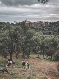 Greek orphanage in the forest