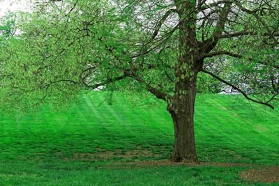 Trees growing in a park