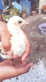 Close-up of hand holding bird