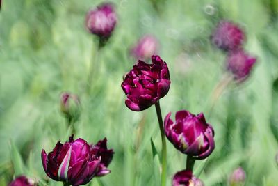 Close-up of pink flowering plant