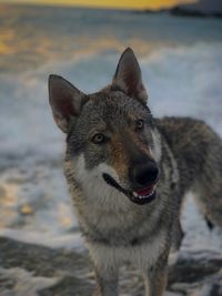 Portrait of dog on field