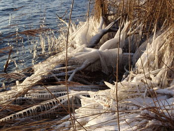 View of birds in winter