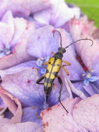 Close-up of insect on flower