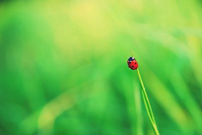 Close-up of ladybug on plant