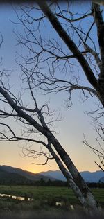 Bare tree on field against sky during sunset