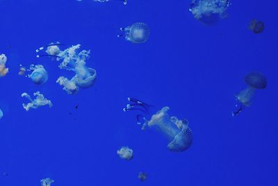 View of jellyfish in sea