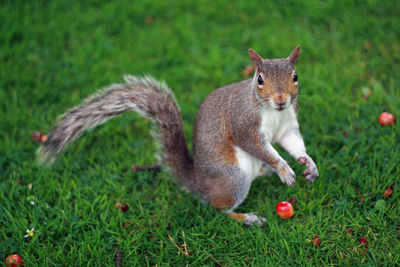 Squirrel on field