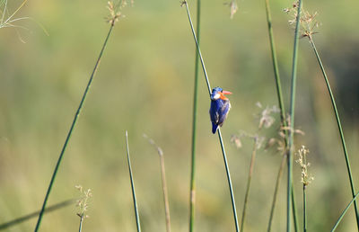 Bird perching on a plant