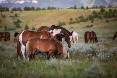 Cows grazing in field