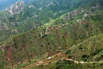 Plants on rocky countryside landscape