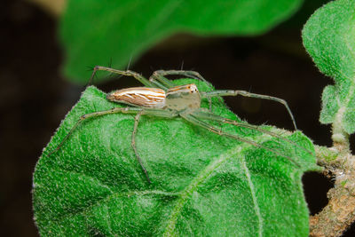 Close-up of butterfly on leaf